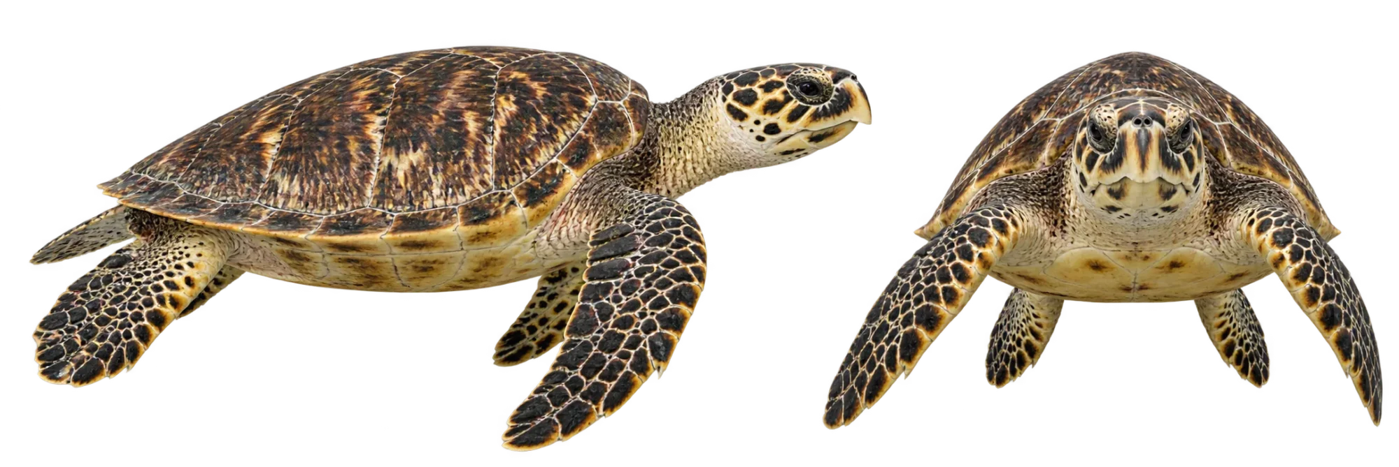 Hawksbill