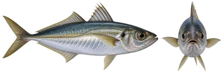 Horse Mackerel
