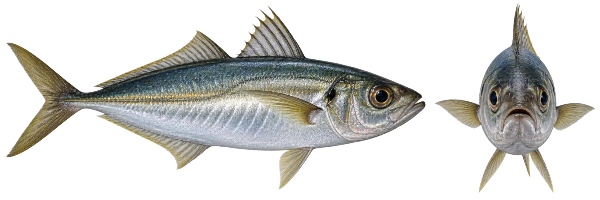 Horse Mackerel
