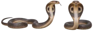 Indian Cobra