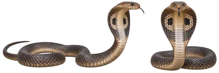 Indian cobra