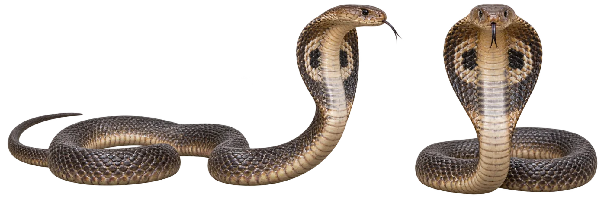 Indian Cobra