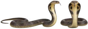 King Cobra