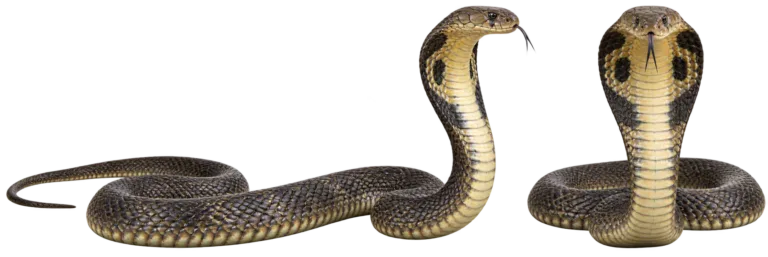 King cobra