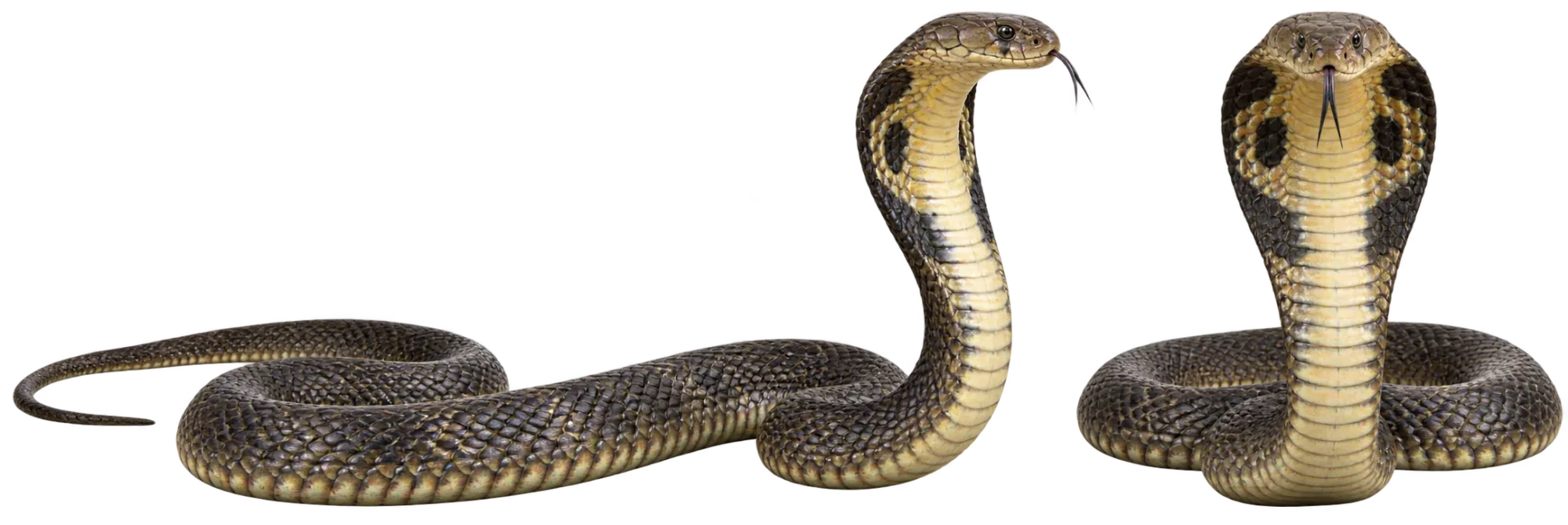 King Cobra