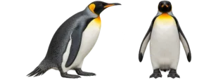 King Penguin