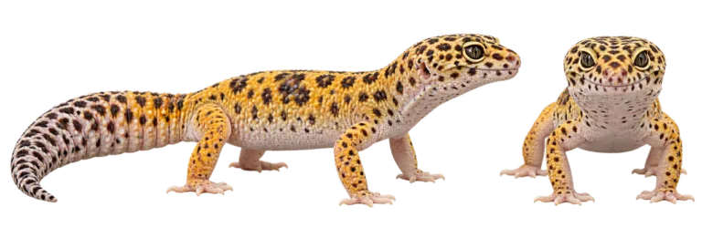 Leopard gecko