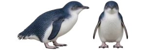 Little Penguin