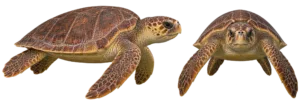 Loggerhead Sea Turtle