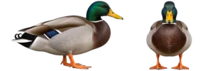 Mallard