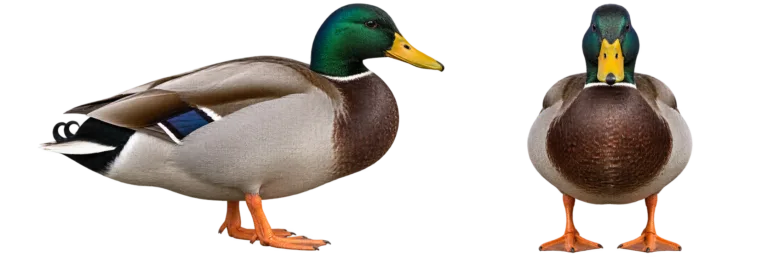 Mallard