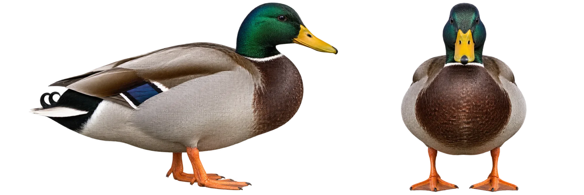 Mallard