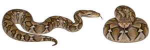 Reticulated Python