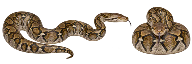 Reticulated python