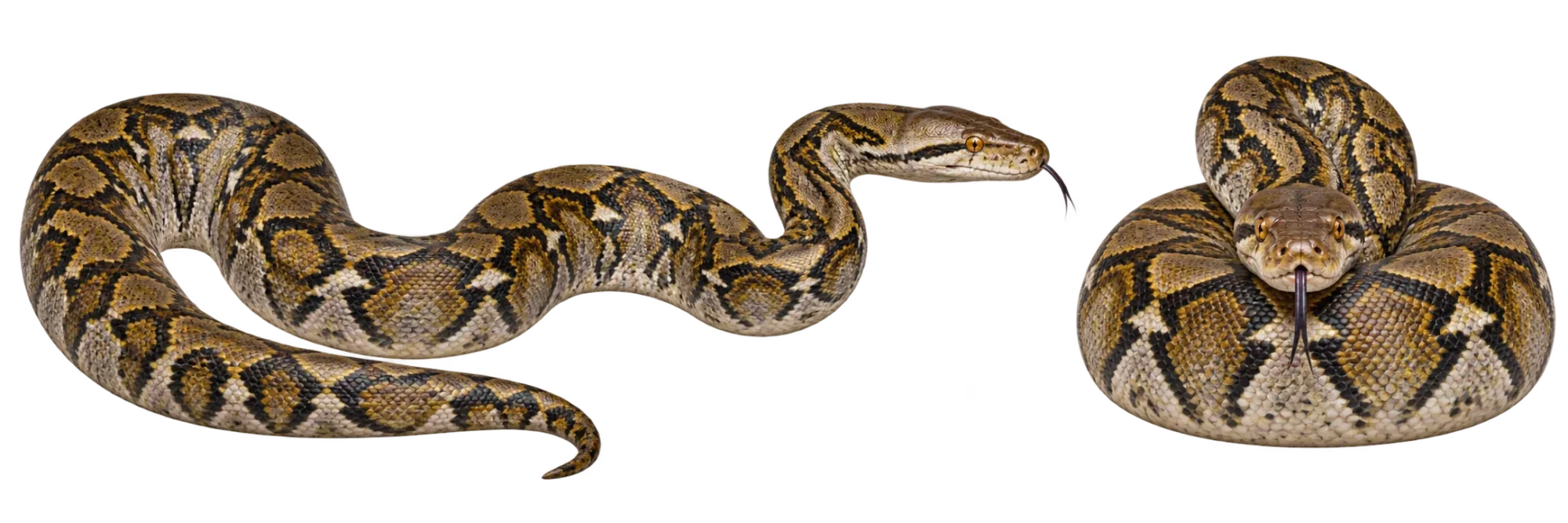 Reticulated Python