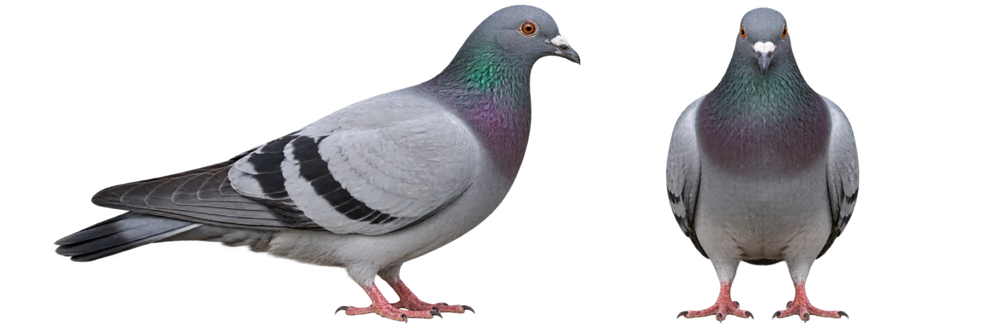 Rock Dove