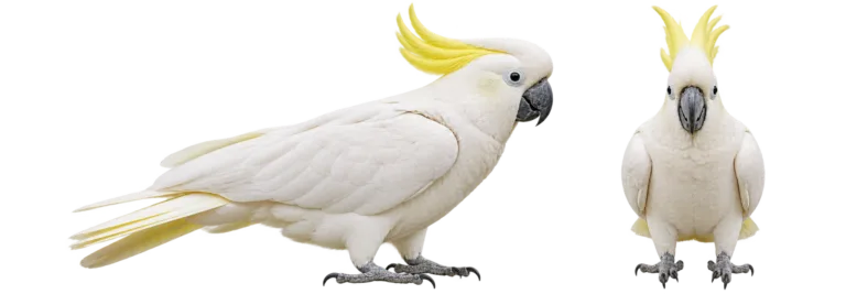 Sulphur-crested cockatoo