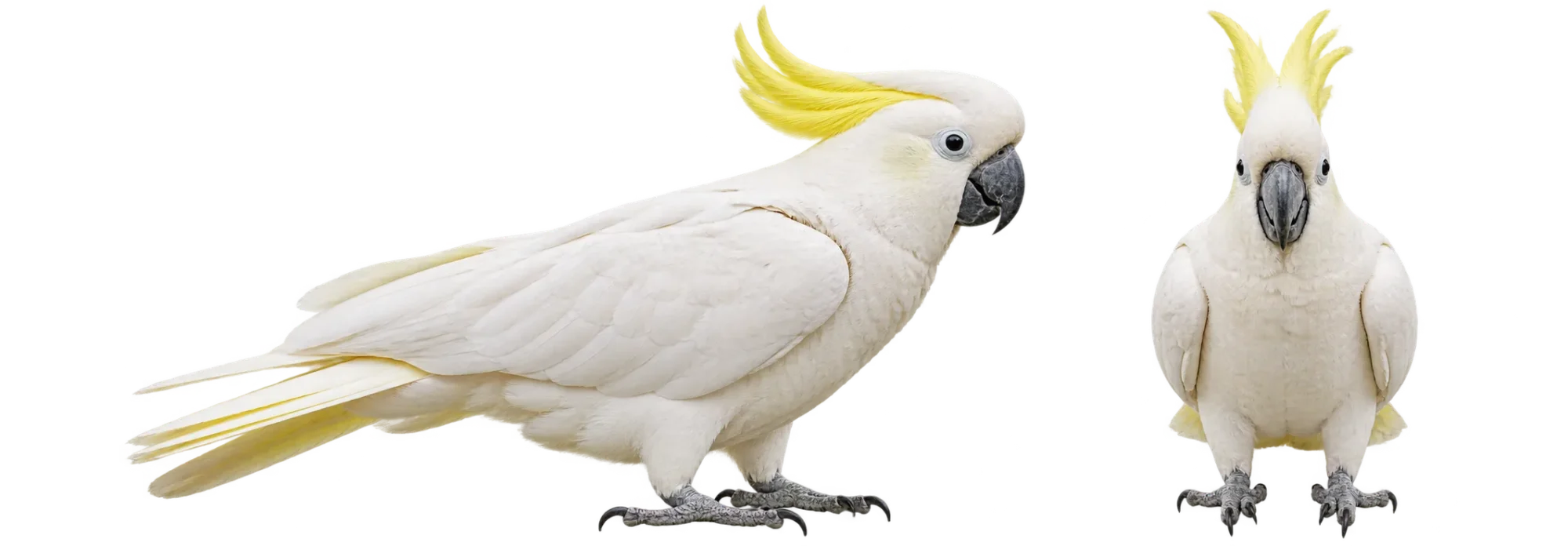 Sulphur Crested Cockatoo