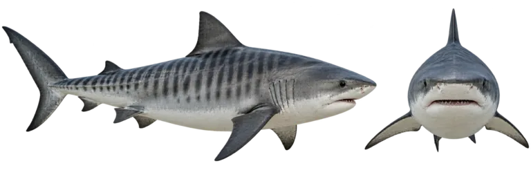 Tiger Shark