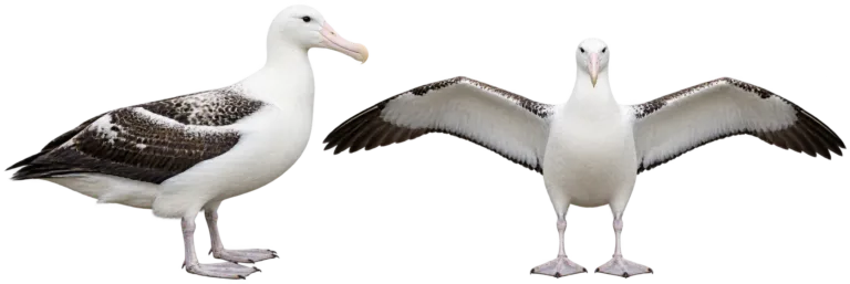 Wandering albatross