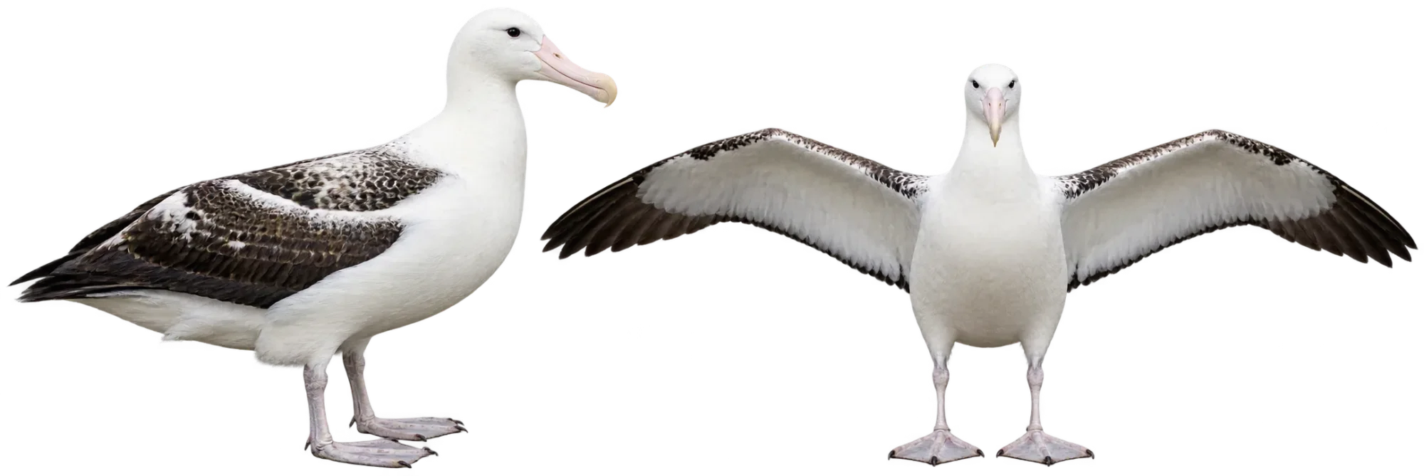 Wandering Albatross