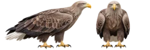 White Tailed Sea Eagle