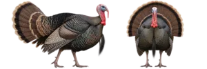 Wild Turkey