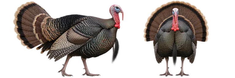 Wild turkey