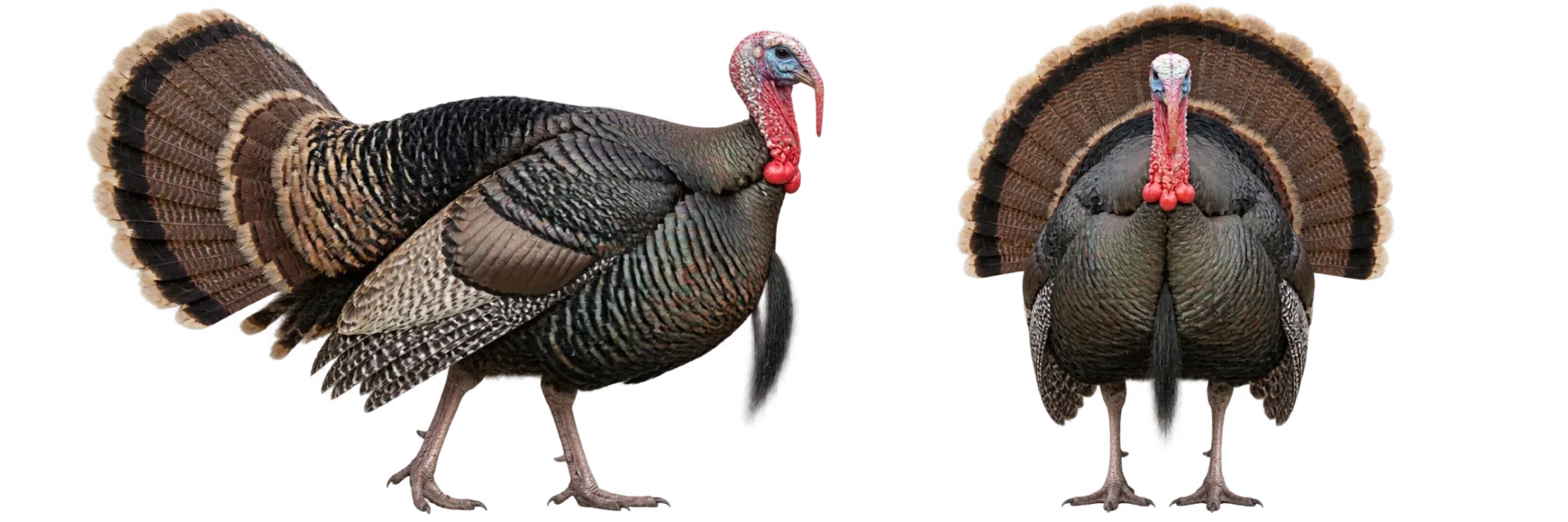 Wild Turkey